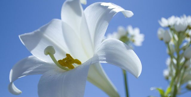 Easter Lilies